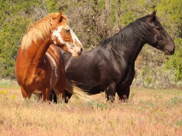Wild Horses at the Little Book Cliffs Wild Horse Range