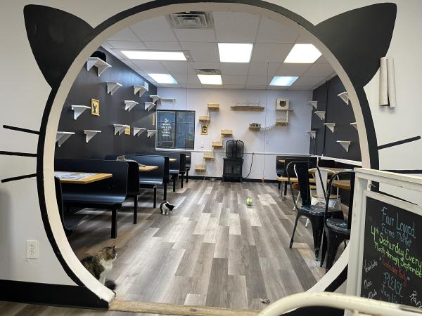 Cat Cafe