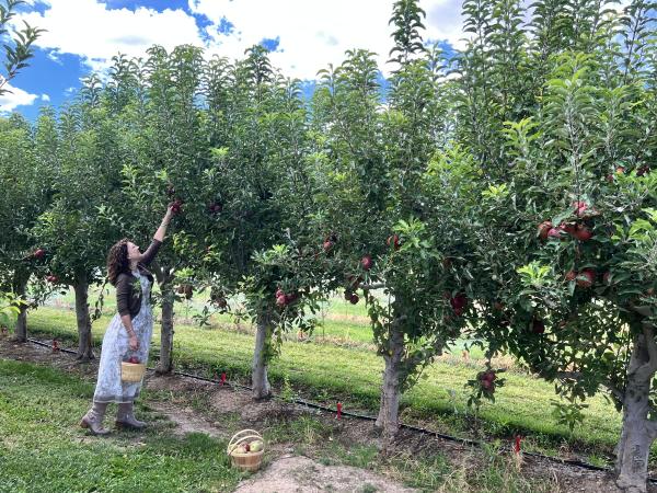Fruit Basket Orchards
