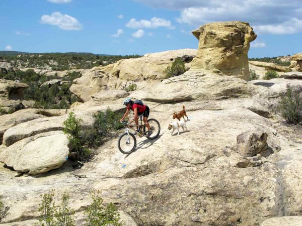 Biker with Two Dogs in Lunch Loops Trail System