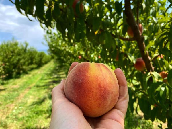 Holding Peach in a Peach Orchard