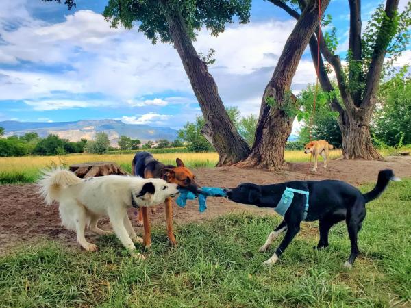 Three Dogs Playing Tug a War