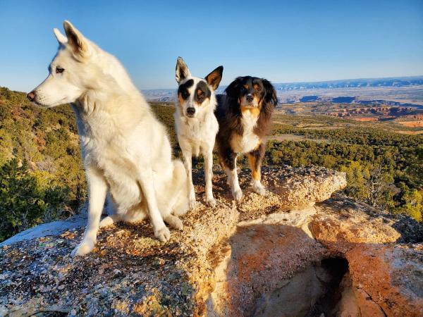 Three dogs sitting on a rock