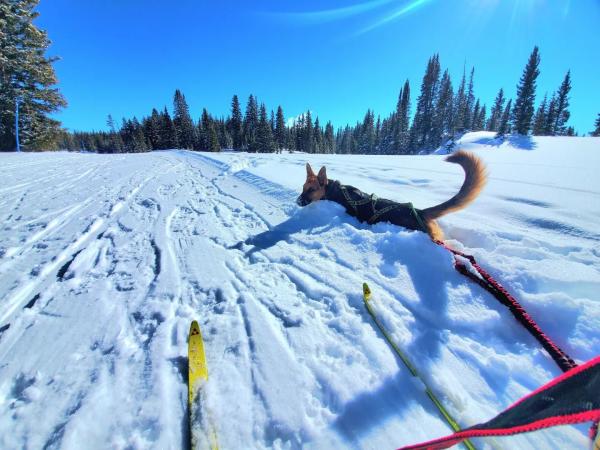 Cross-Country Skis and Dog on Grand Mesa Nordic Ski Trail