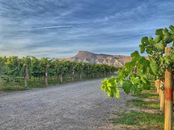 Vineyard with Mount Garfield