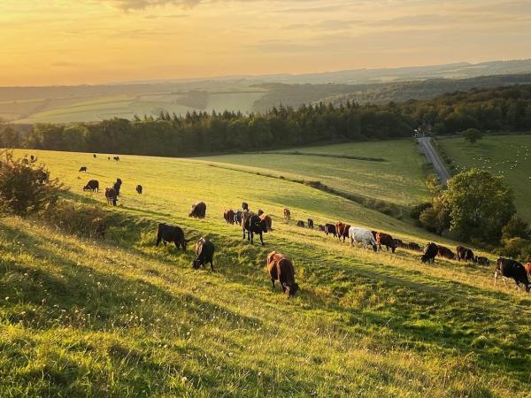 The Trundle