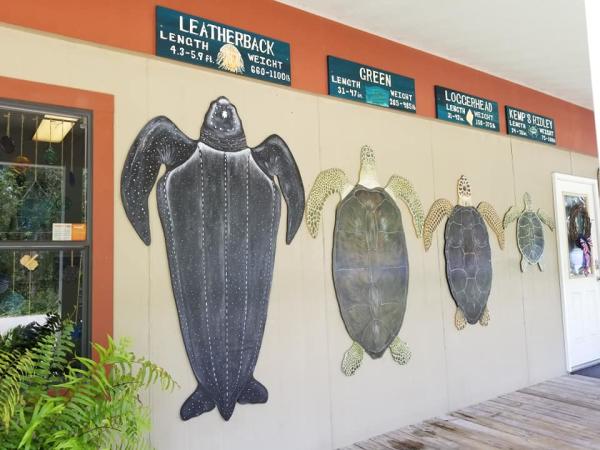 Turtle Center Photo
