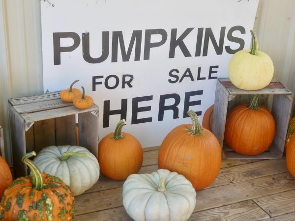 Clark's Elioak Farm Pumpkins for Sale