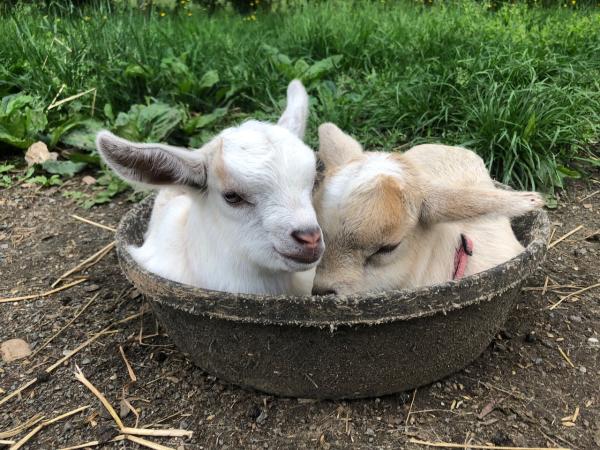 Goat Snuggles at Clark's Elioak Farm by Nora Christ