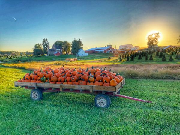 Gaver Farm Pumpkin Wagon