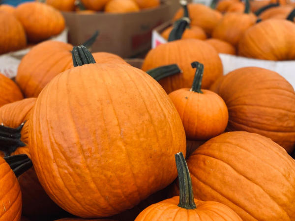 Mary's Amazing Pumpkins