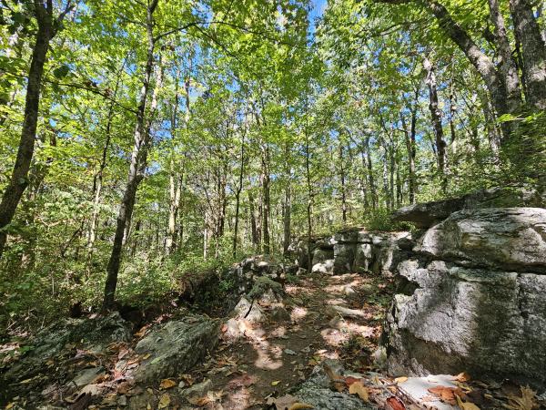 Outside on a hiking trail on Chapman Mountain at the Nature Preserve