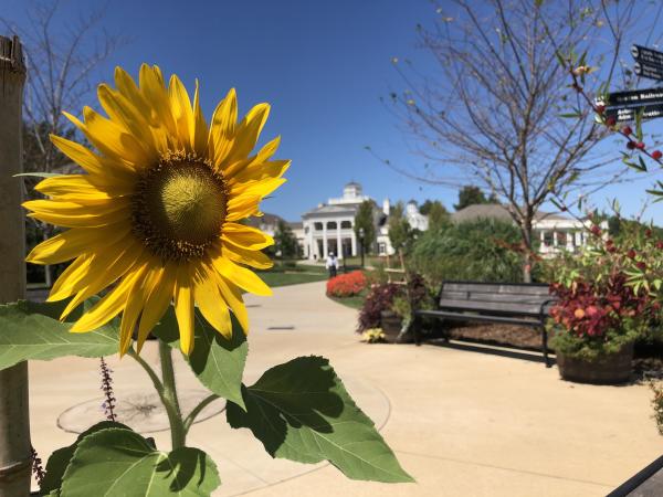 Sunflower Huntsville Botanical Gardens