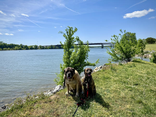 Two dogs sitting by the water at Ditto Landing in South Huntsville
