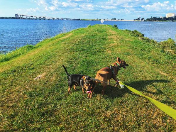 Prien Lake Park Dog