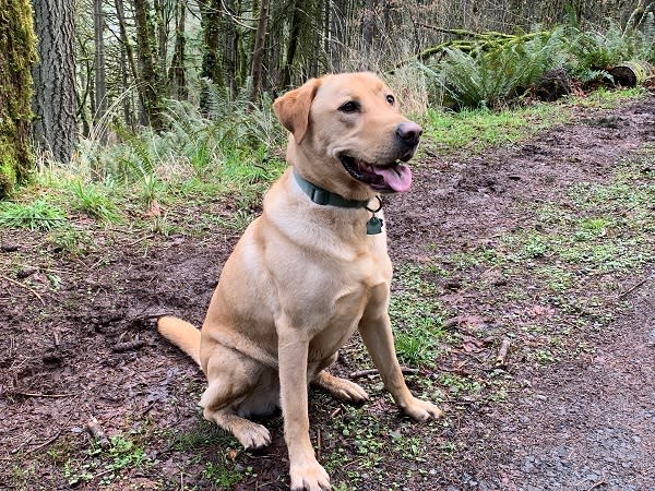 Baxter the Adventure Dog