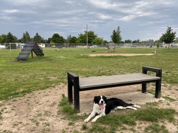 dog at Halvorsen Park