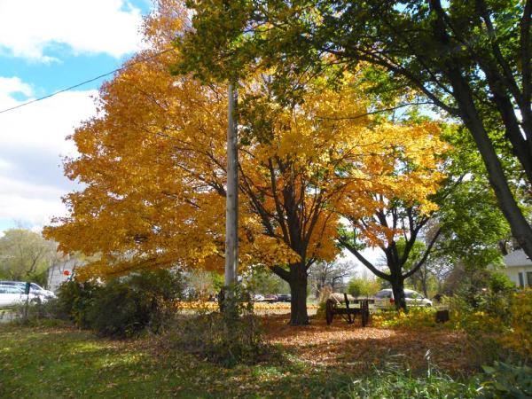 Fall Tree