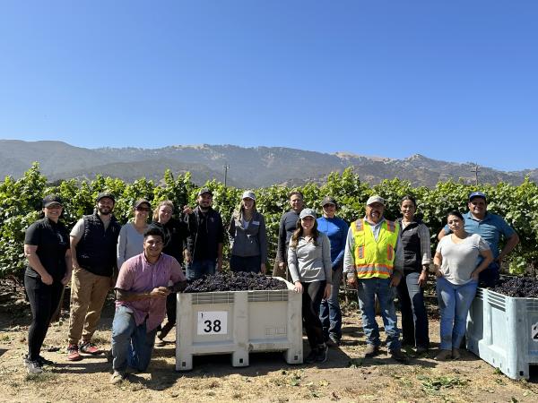 Scheid Vineyards Harvest Team