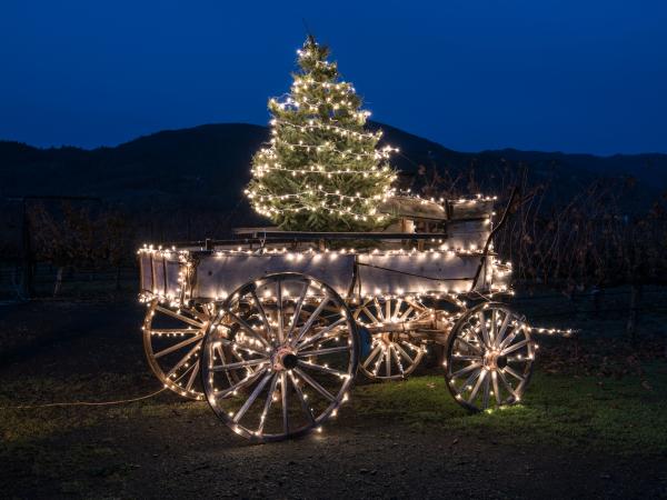 Holiday Lights in Napa Valley Vineyard