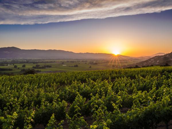 Sunset at Napa Valley vineyard