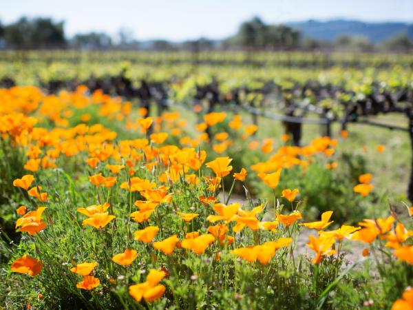 Spring Vineyard in Napa Valley