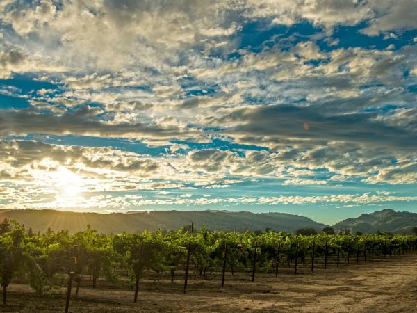 Summer sunset in Napa Valley vineyard