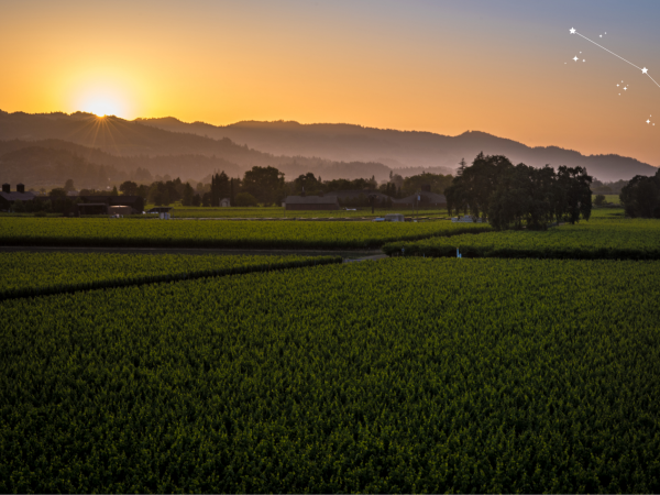 Napa Valley Vineyard
