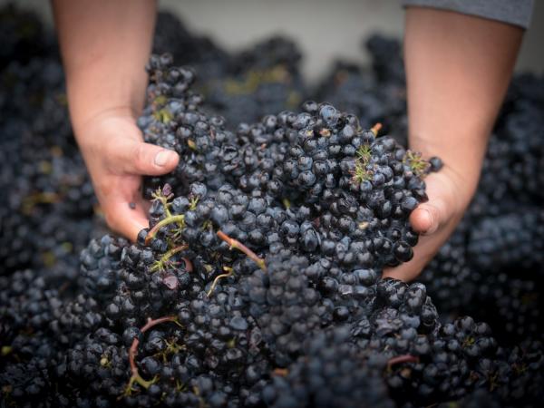 Harvest Grapes in Napa Valley