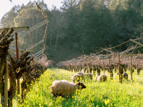 Sip Sustainably in Napa Valley