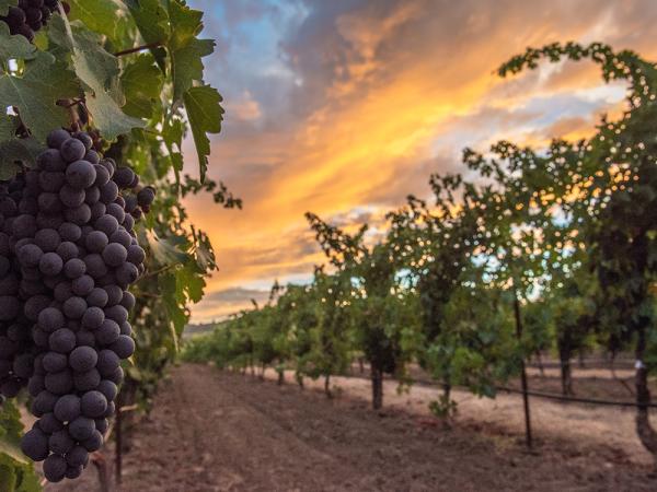 Do-It-Yourself Napa Valley Harvest: Grape Stomping &#038; Wine Blending