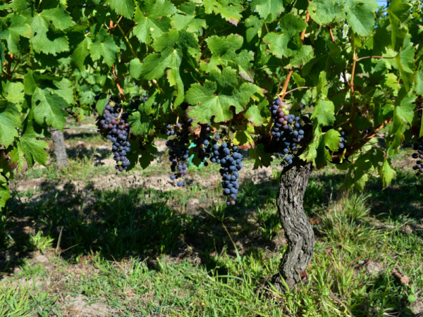 Grapes on Vine