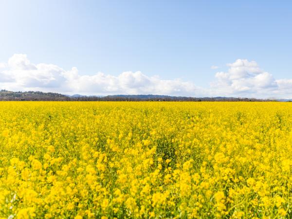 Winter Mustard in Napa Valley