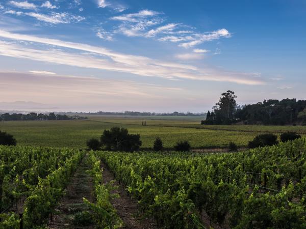 Napa Valley vineyard vista in summer