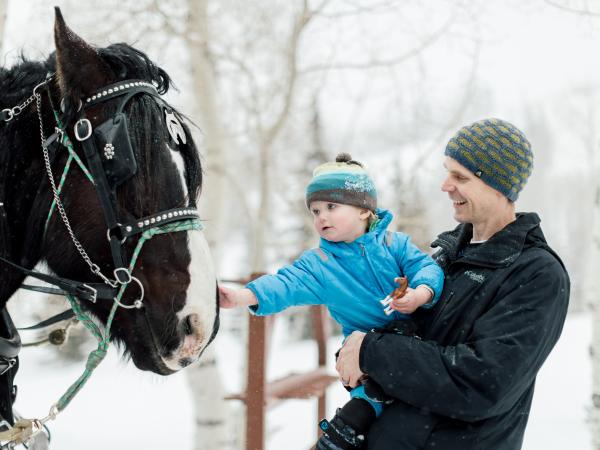 Little boy petting horse before sleigh ride at Deer Valley Resort