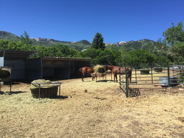 Horses by a barn at a ranch
