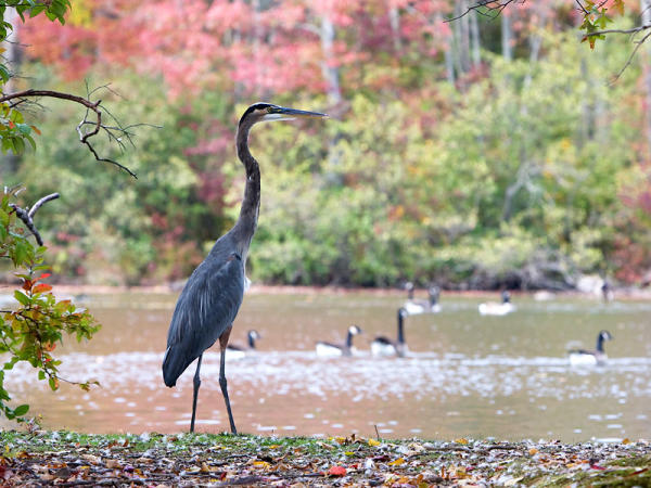 French-creek-birds