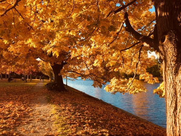Autumn Fall