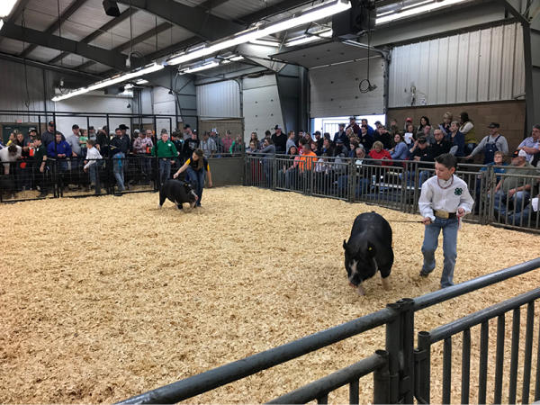 Children With Pigs In A Pen The Payne County Expo Center In  Stillwater, OK