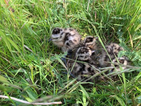 Curlew Chicks