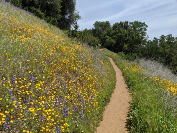 hiking trail with wildflowers along the side