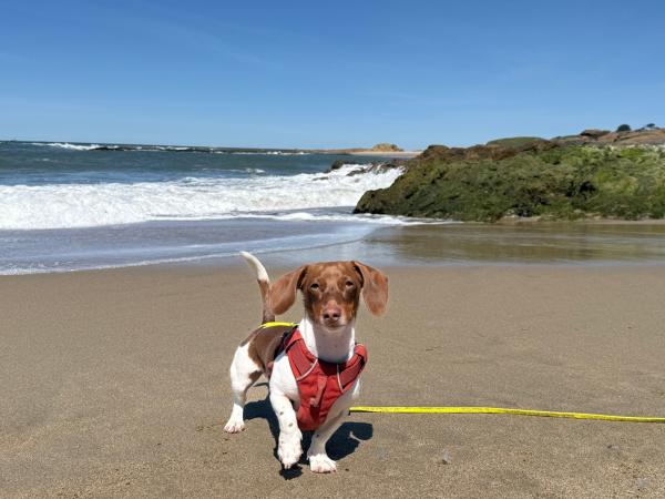 Dog friendly beach