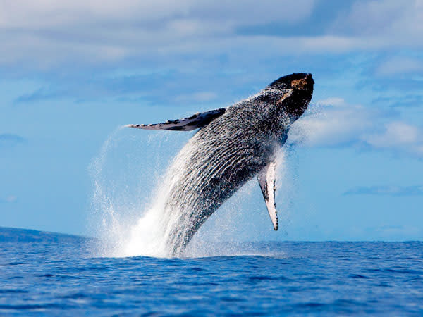Whale