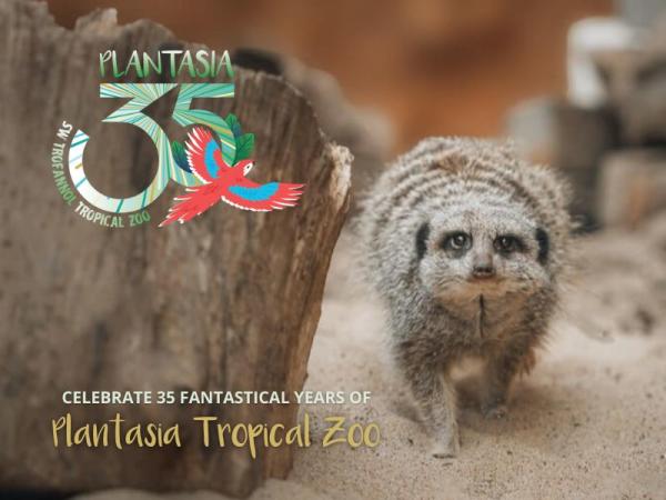 plantasia half term enjoy swansea bay