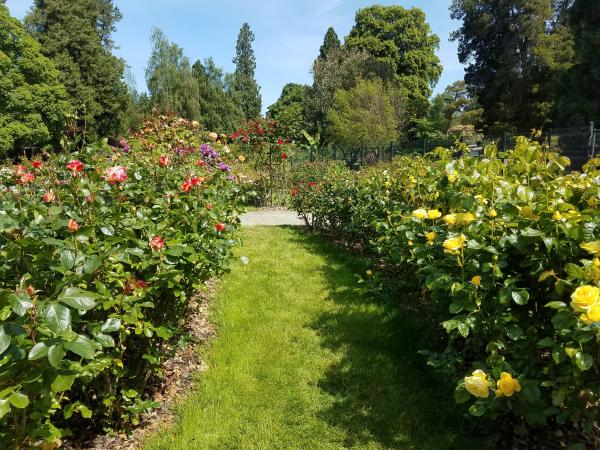 Point Defiance Rose Garden Lawn - Metro Parks Tacoma