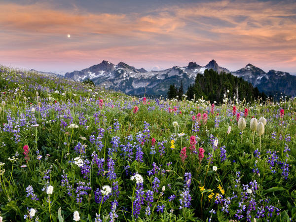 Wild Flowers Mt Rainier