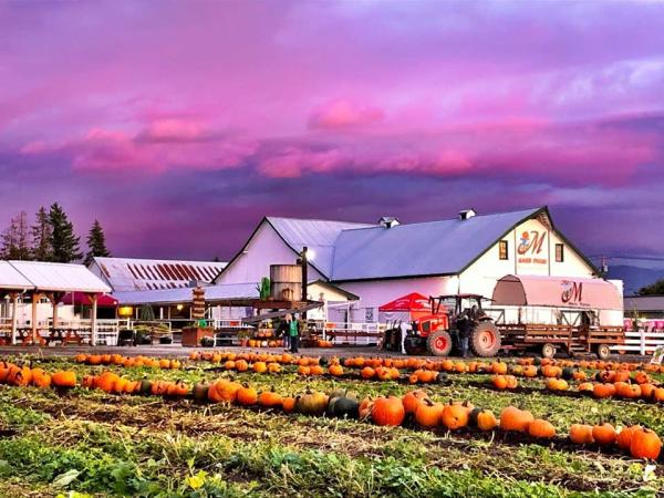 u-pick farms pumpkins