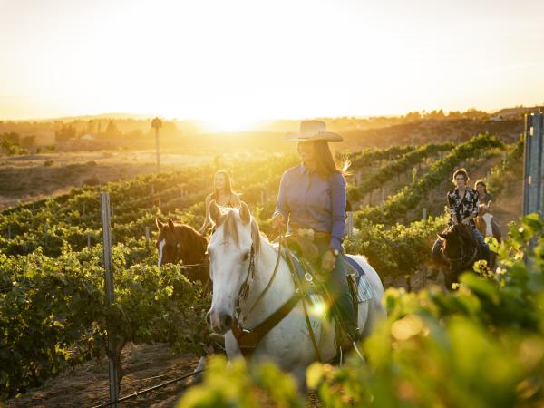 Horseback riding in the vineyards, CRC trails by horseback