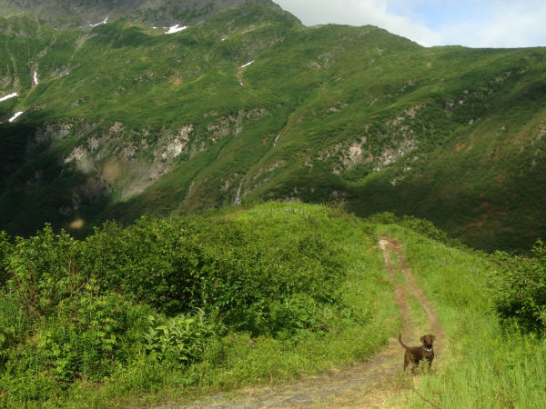 a dog stands on a hiking trail