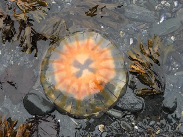 a lion's mane jellyfish in a tidal pool